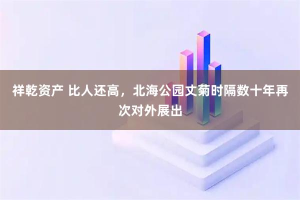 祥乾资产 比人还高,北海公园丈菊时隔数十年再次对外展出